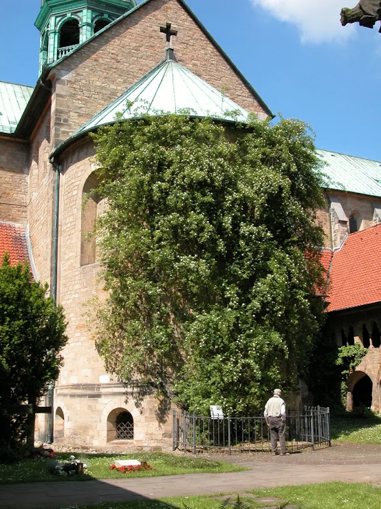 A rosa milenar da Catedral de Hildesheim