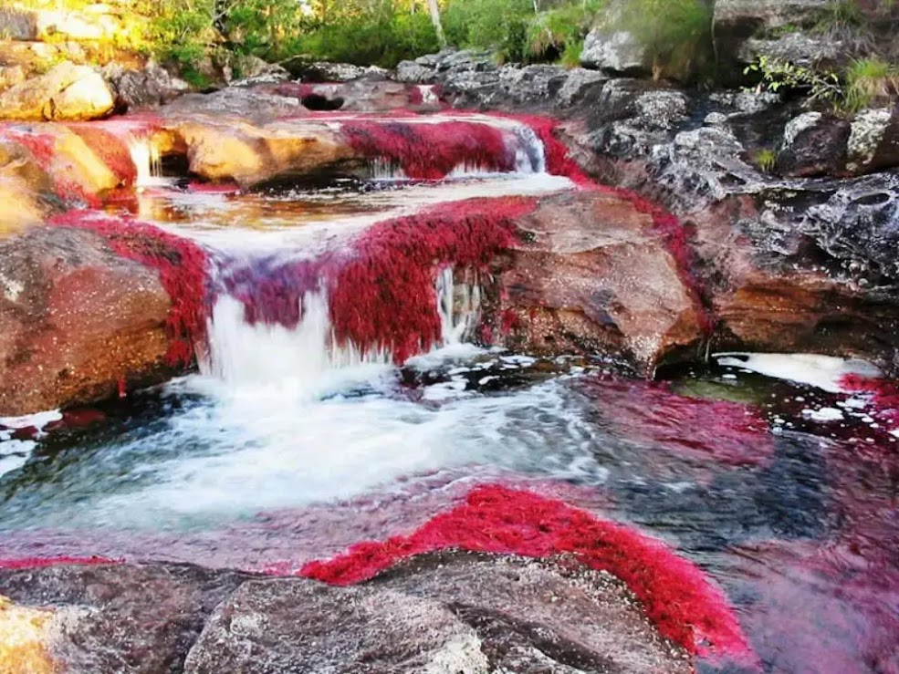 Caño Cristales: O Rio das Cinco Cores da Colômbia