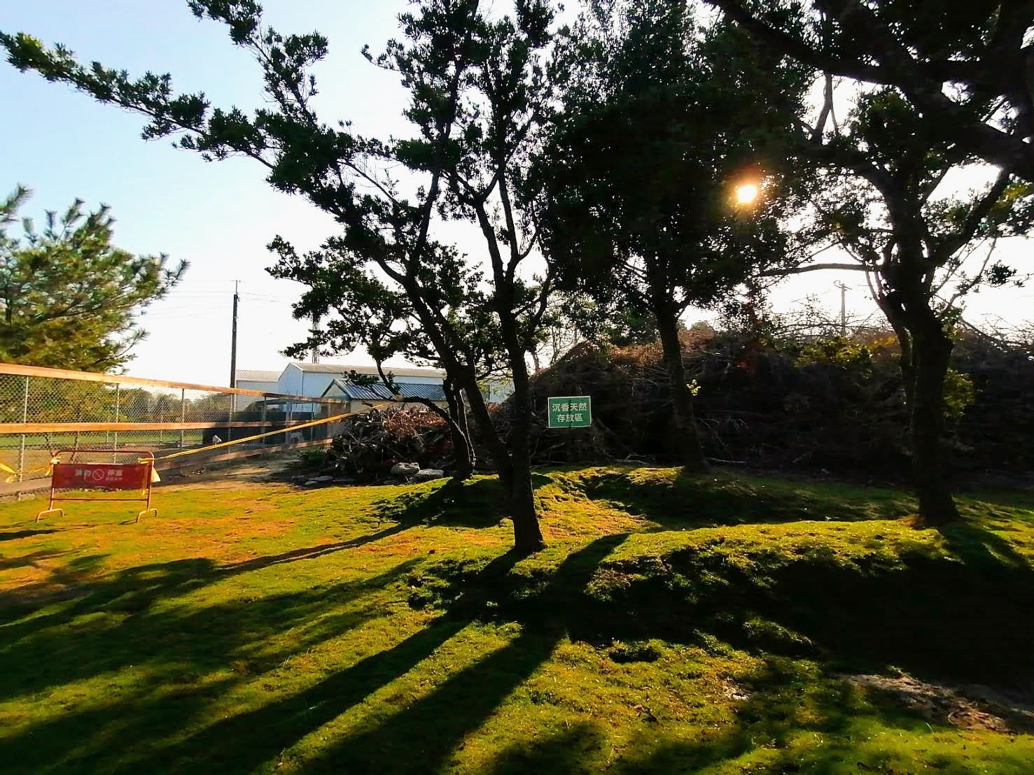 環保阿嬤欣賞澄霖沉香味道森林館心型池塘種滿的落羽松美景202