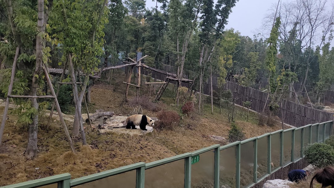 '22 成都---成都大熊貓繁育研究基地+馬旺子