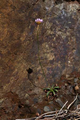 Armeria merinoi