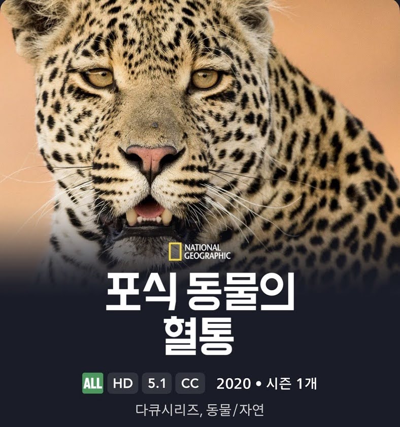 포식동물의 혈통