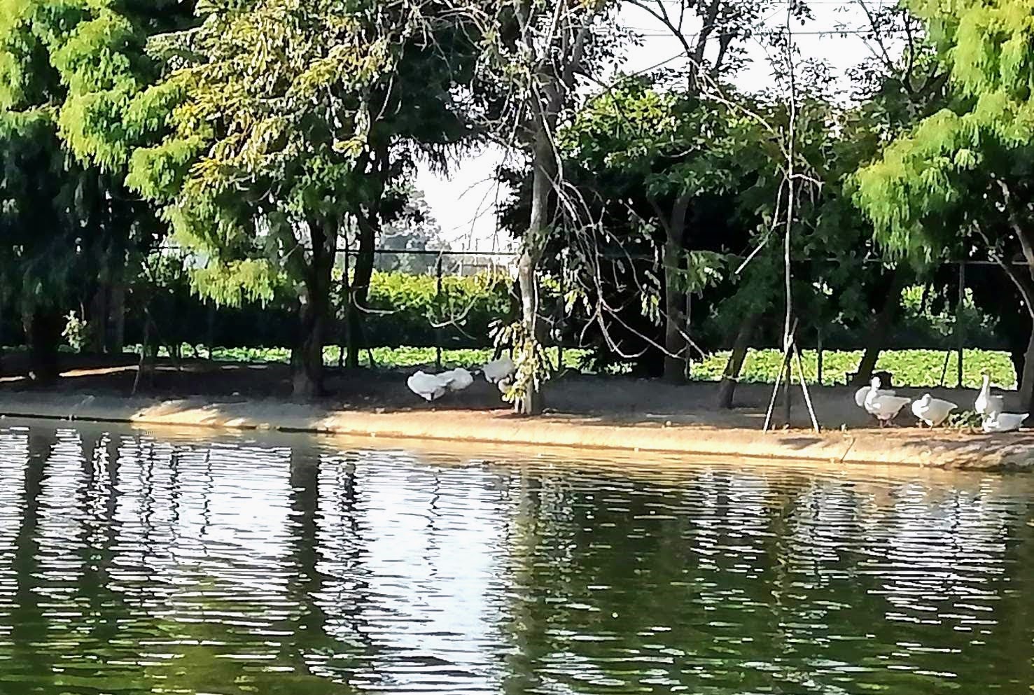 環保阿嬤欣賞澄霖沉香味道森林館心型池塘種滿的落羽松美景202