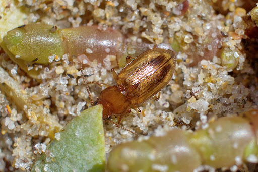 Nebria Eurynebria complanata