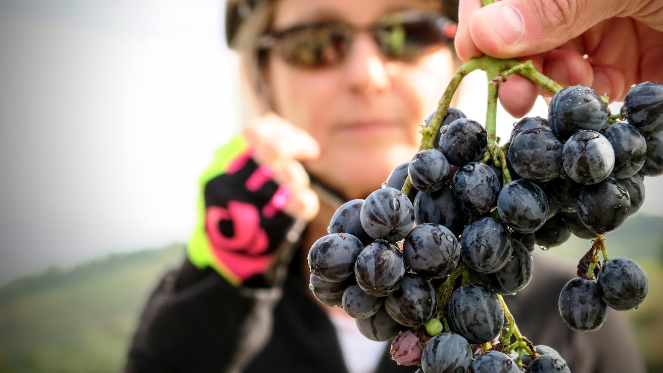 Cyclist holding a bunch of ripe grapes in the Douro valley
