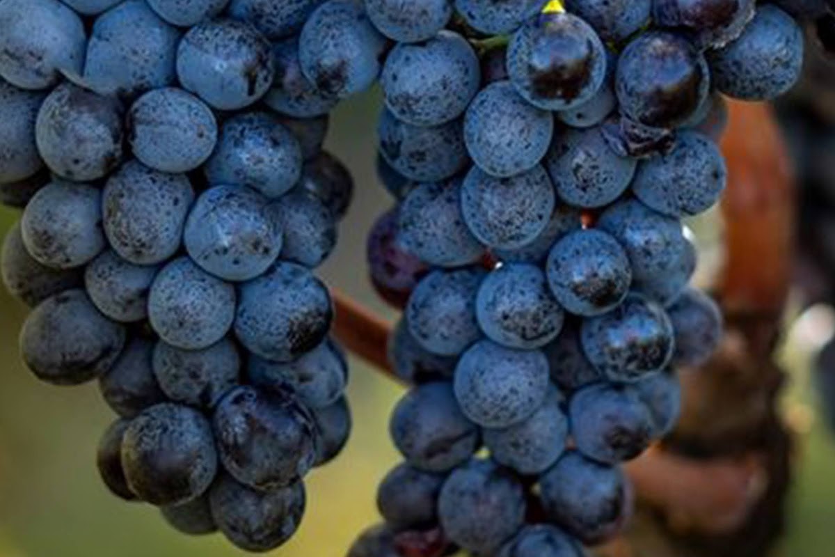 Sangiovese grosso, Brunello di Montalcino vineyards, Montalcino