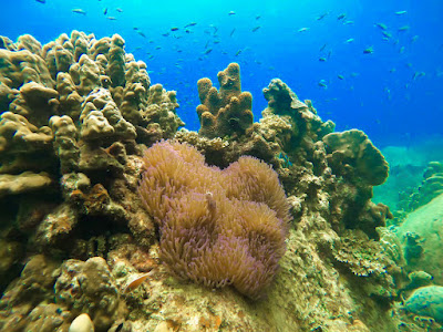 Discover colourful corals