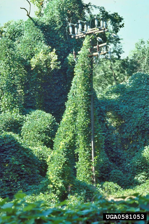 Kudzu, a praga verde que cobre tudo