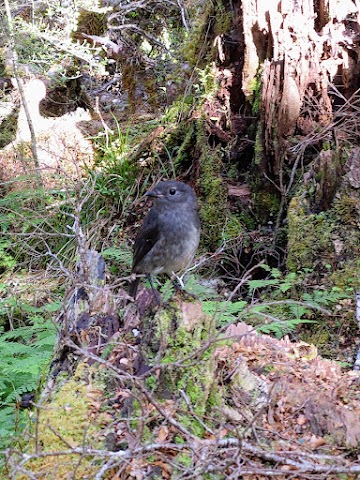 Kepler Track Fiordland National Park South Island Robin