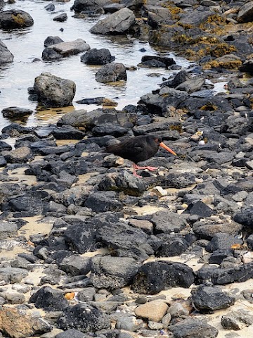 Ulva Island Oyster Catcher