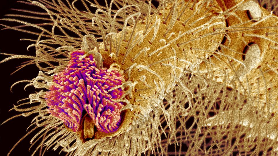 Microscopia dos pêlos das tarântulas densamente compactados, chamados escópulas, nos pés, usados ​​para agarrar-se às superfícies
