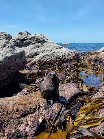 Kaikoura Seal Colony