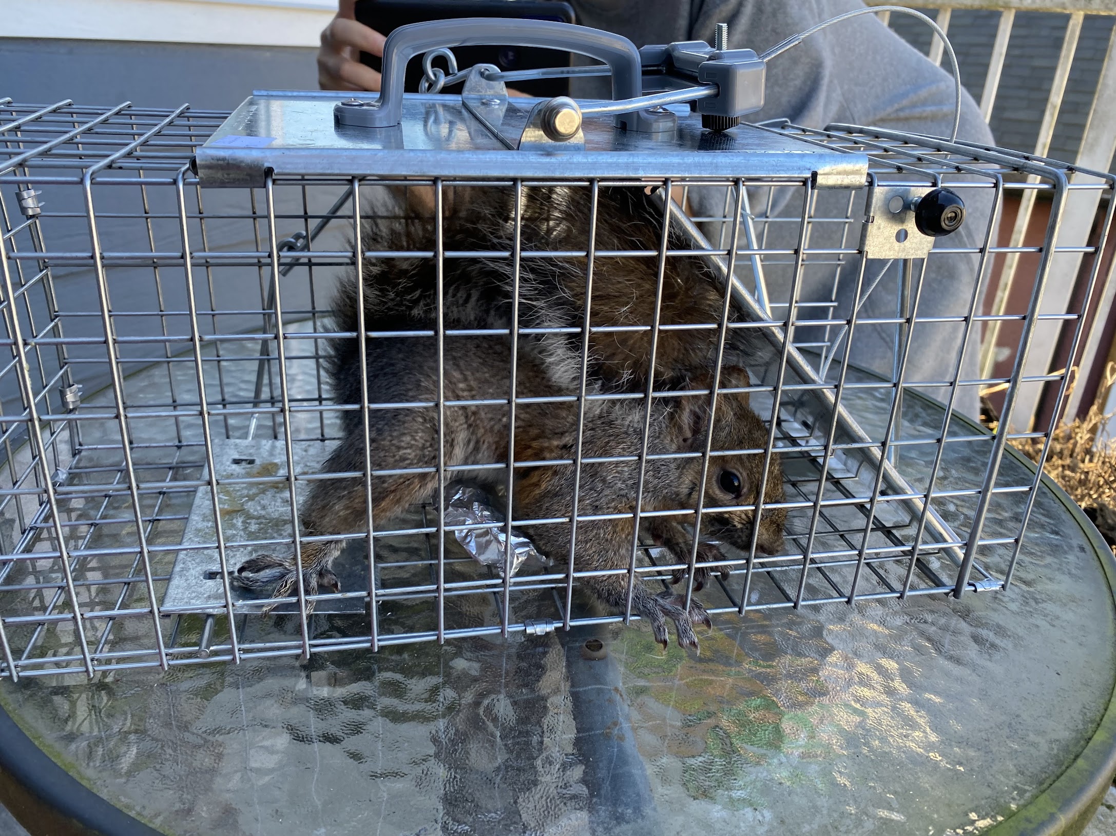 Squirrel in a cage trap