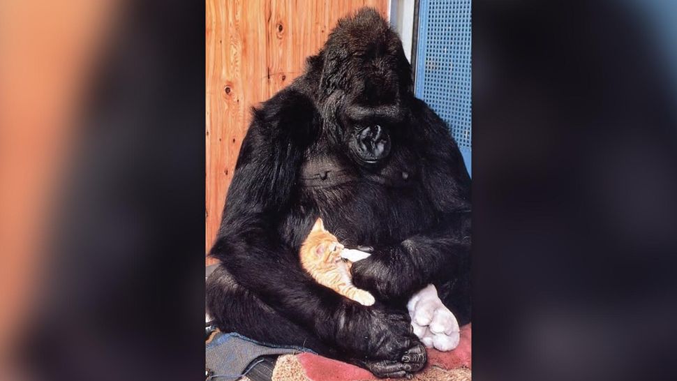 A gorila Koko segurando um gatinho.