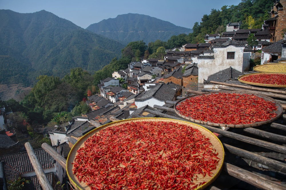 Shaiqiu: A secagem da colheita de outono em Huangling