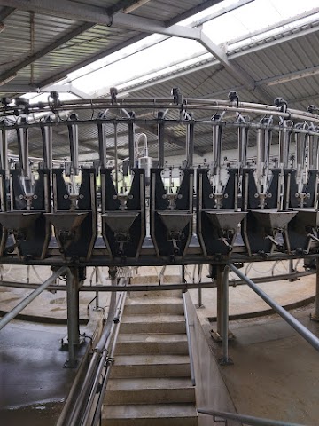 New Zealand Working Holiday Sheep Milking