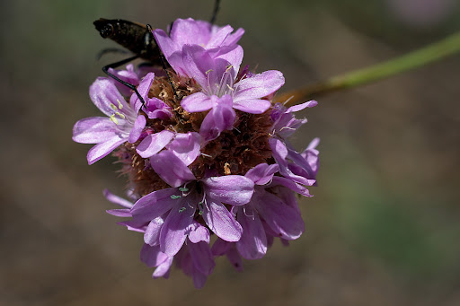 Armeria merinoi