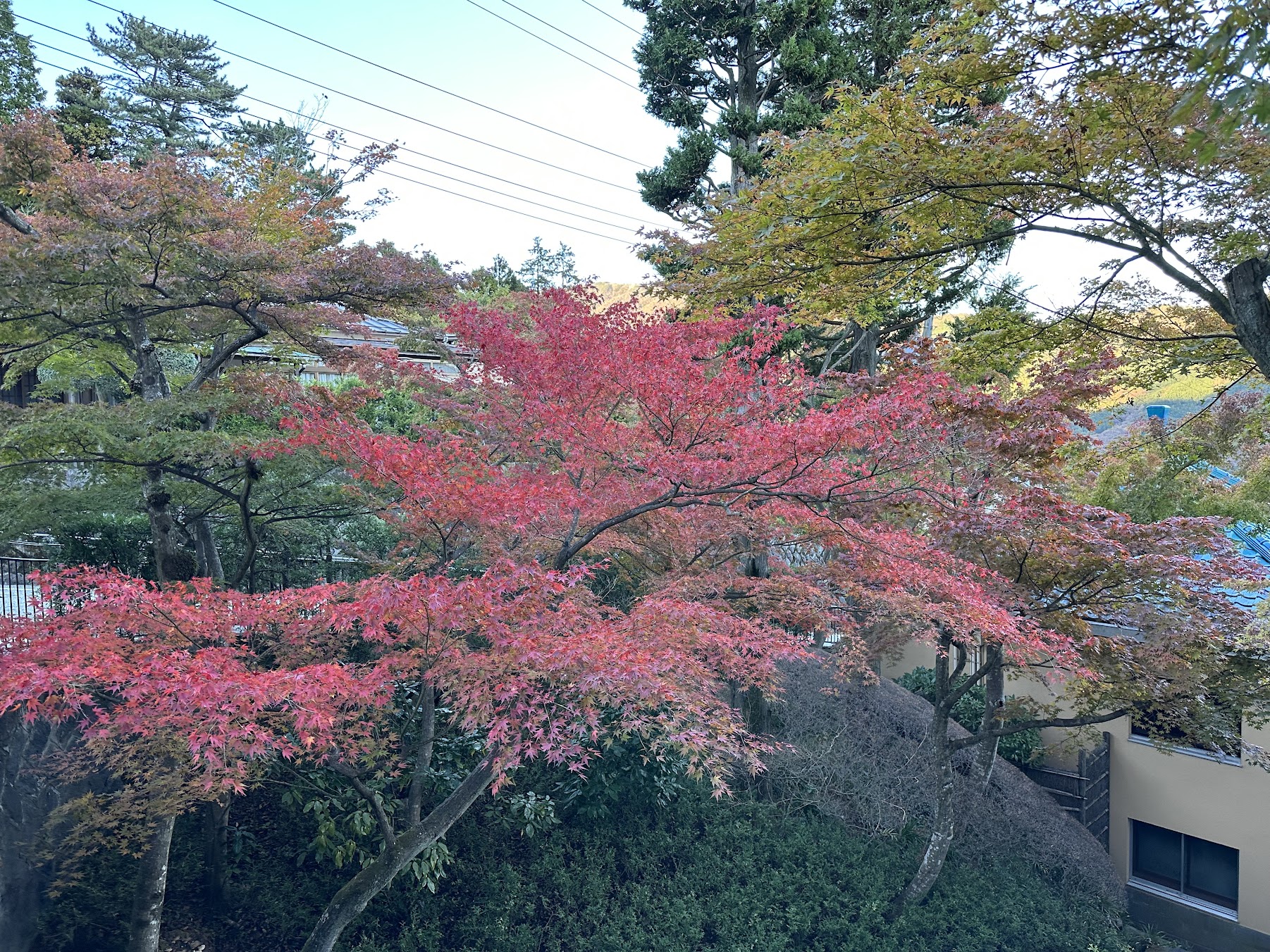 【四處遊盪】2023東京、箱根秋之旅 DAY 3-2~箱根美