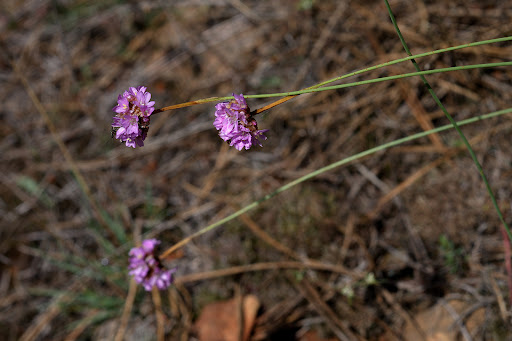 Armeria merinoi