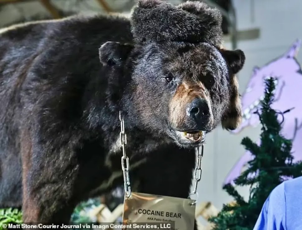 Cocaine Bear: A história real do urso da cocaína