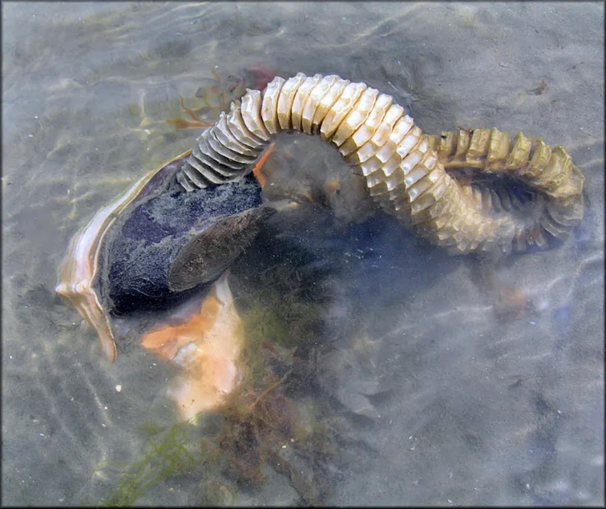 Colar de Sereia: A inusitada cápsula de ovos do búzio nodoso