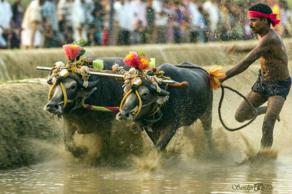 Kambala, a corrida com o búfalo na Índia