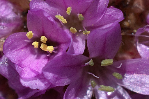 Armeria merinoi