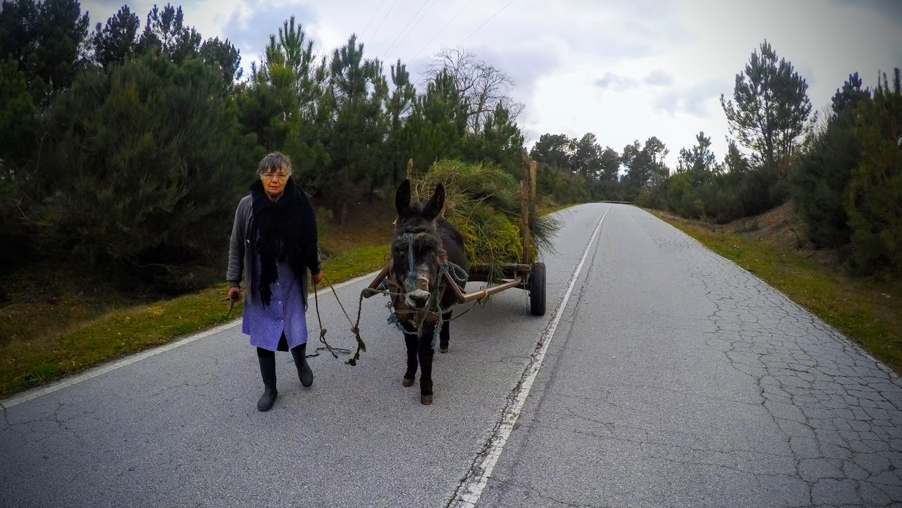Woman with donkey cart on the N2 road in Portugal