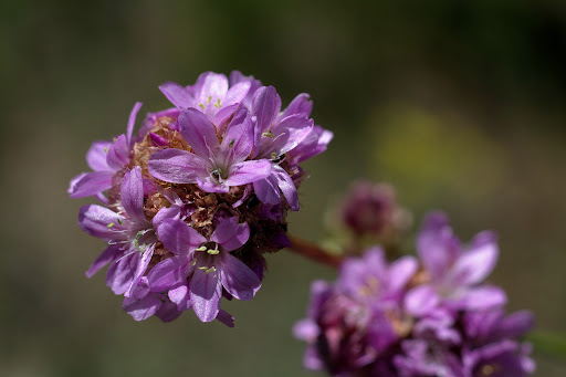 Armeria merinoi