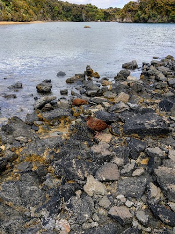 Ulva Island Cheeky Weka