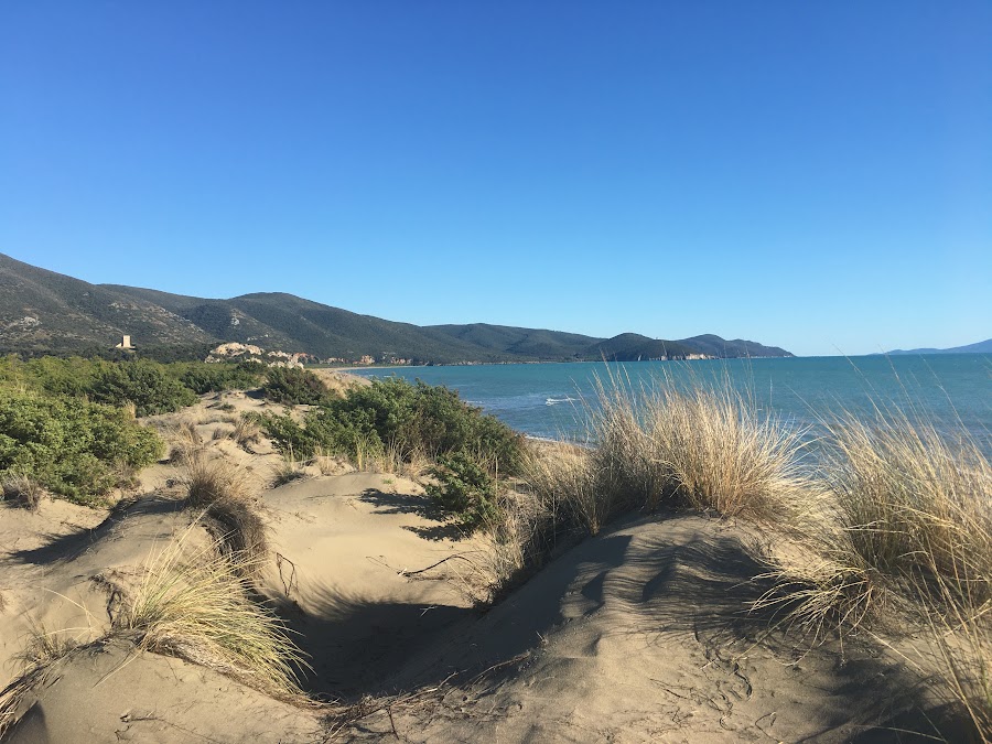 La spiaggia e le dune incontaminate di Marina di Alberese