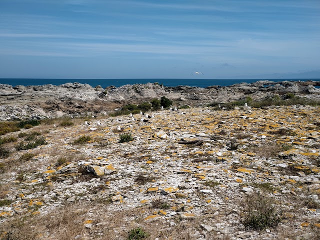 Kaikoura Seabird Colony