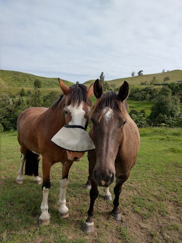 New Zealand Working Holiday Au Pair Horses