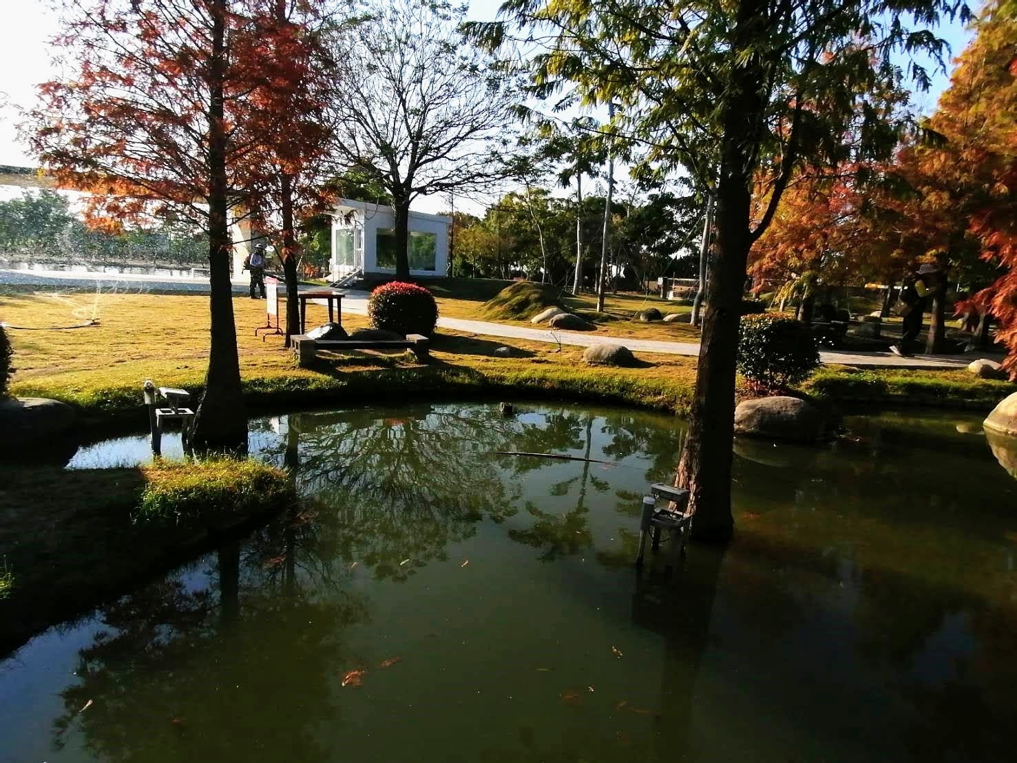 環保阿嬤欣賞澄霖沉香味道森林館心型池塘種滿的落羽松美景202