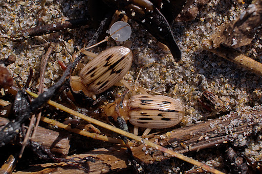 Nebria Eurynebria complanata