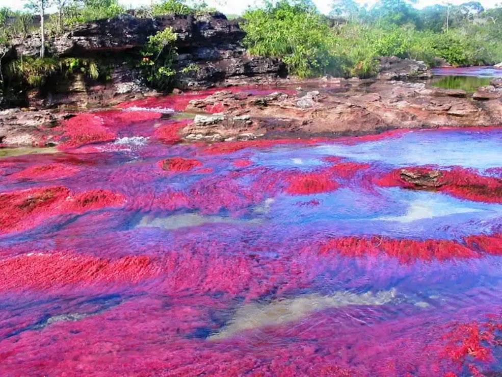 Caño Cristales: O Rio das Cinco Cores da Colômbia