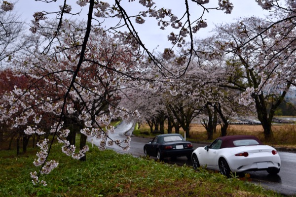 桜並木とロードスター