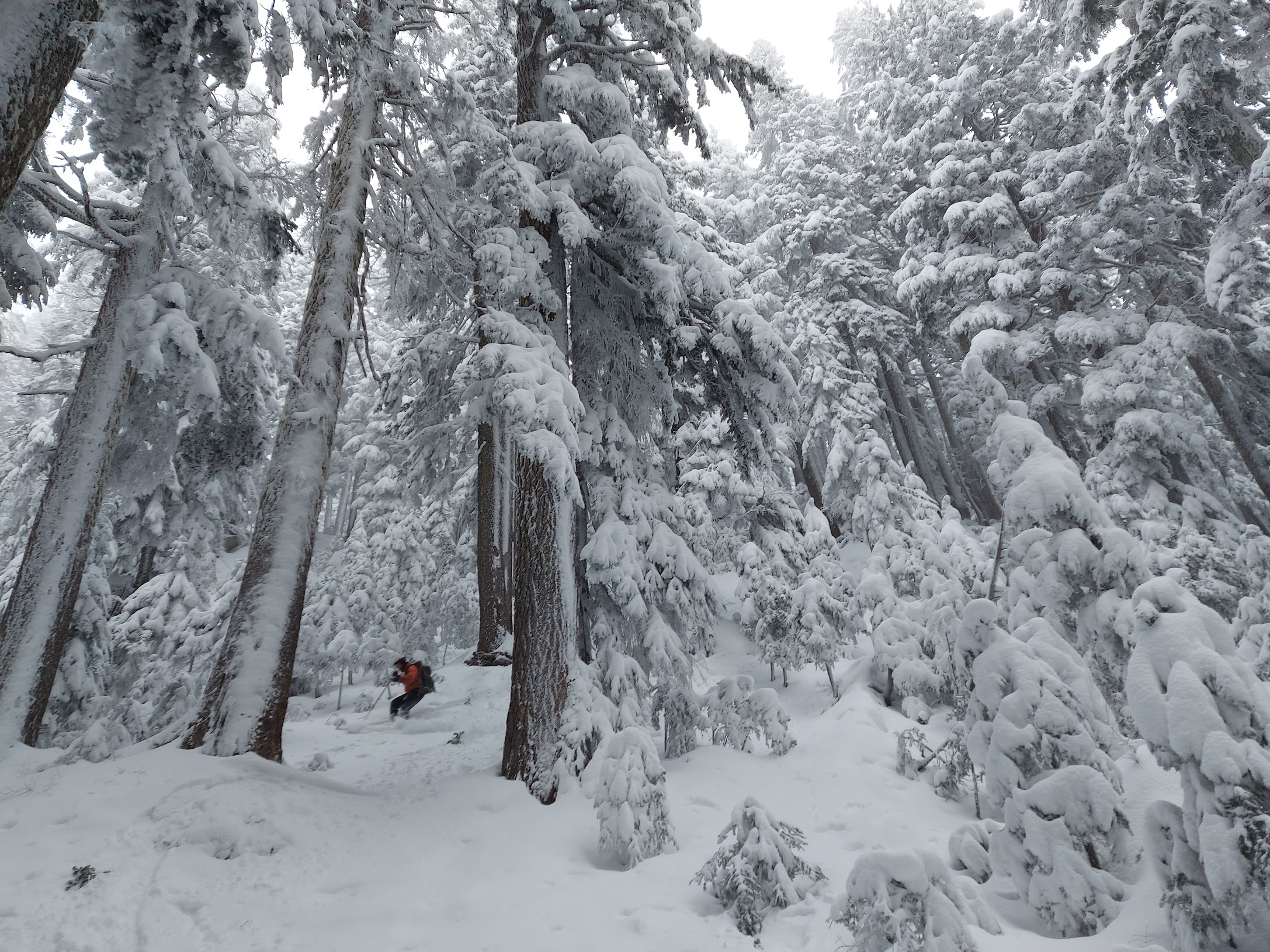 Skier in steep, treed terrain