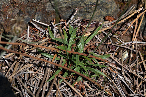 Armeria merinoi