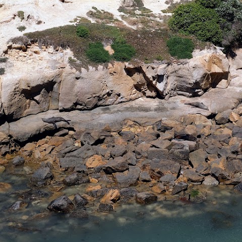 Shag Point Fur Seal Viewing Walk