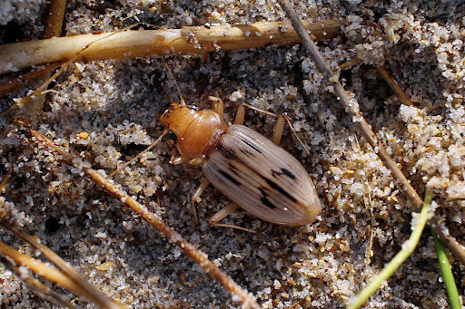 Nebria Eurynebria complanata