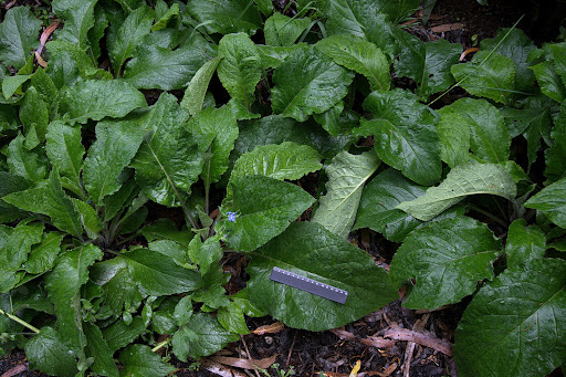 Pentaglottis sempervirens