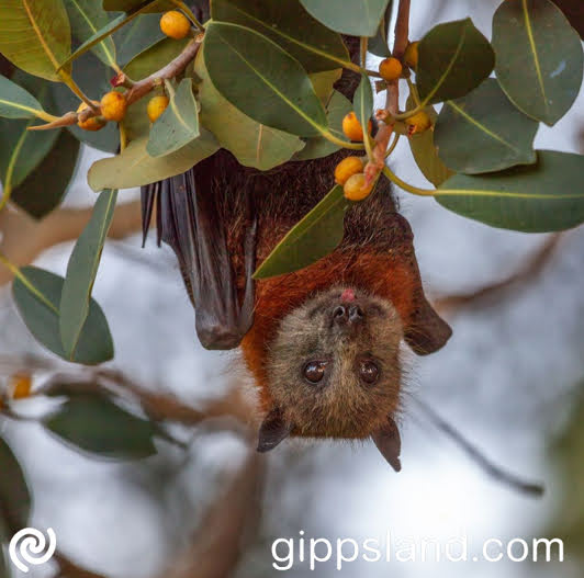 'Bat Chat will be held on Feb 20 at 7.30pm and we will meet at Nakunbalook for a presentation, then walk to Lake Guyatt. Display open various times in February