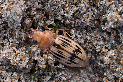 Nebria Eurynebria complanata