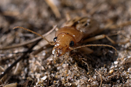 Nebria Eurynebria complanata