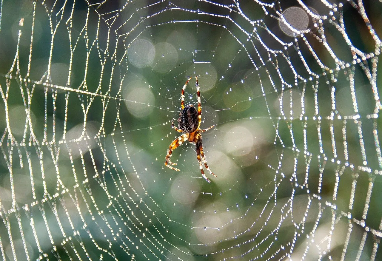 圖片來源：https://pixabay.com/zh/photos/spider-spiderweb-insect-animal-8260620/