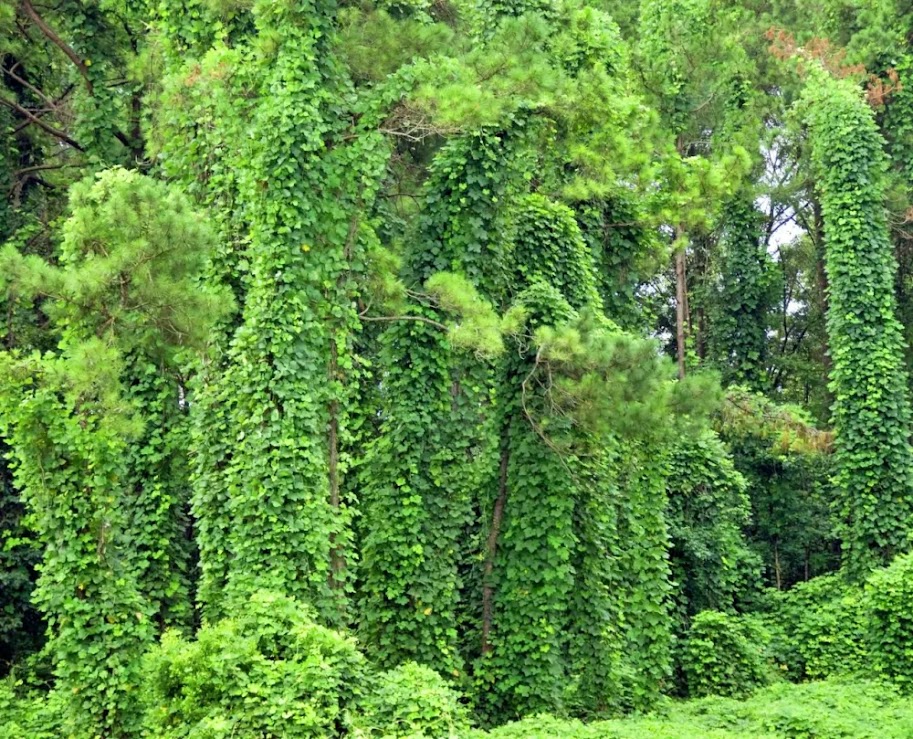 Kudzu, a praga verde que cobre tudo