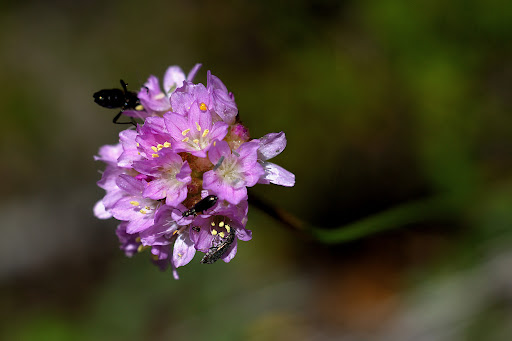 Armeria merinoi