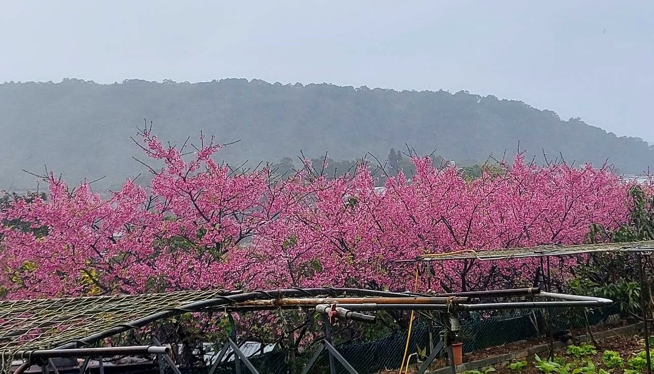 環保阿嬤巡迴***平菁街42巷櫻花2024-01-22