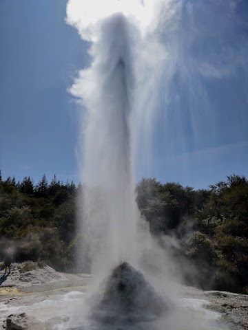 Waiotapu Thermal Wonderland Lady Knox Geyser